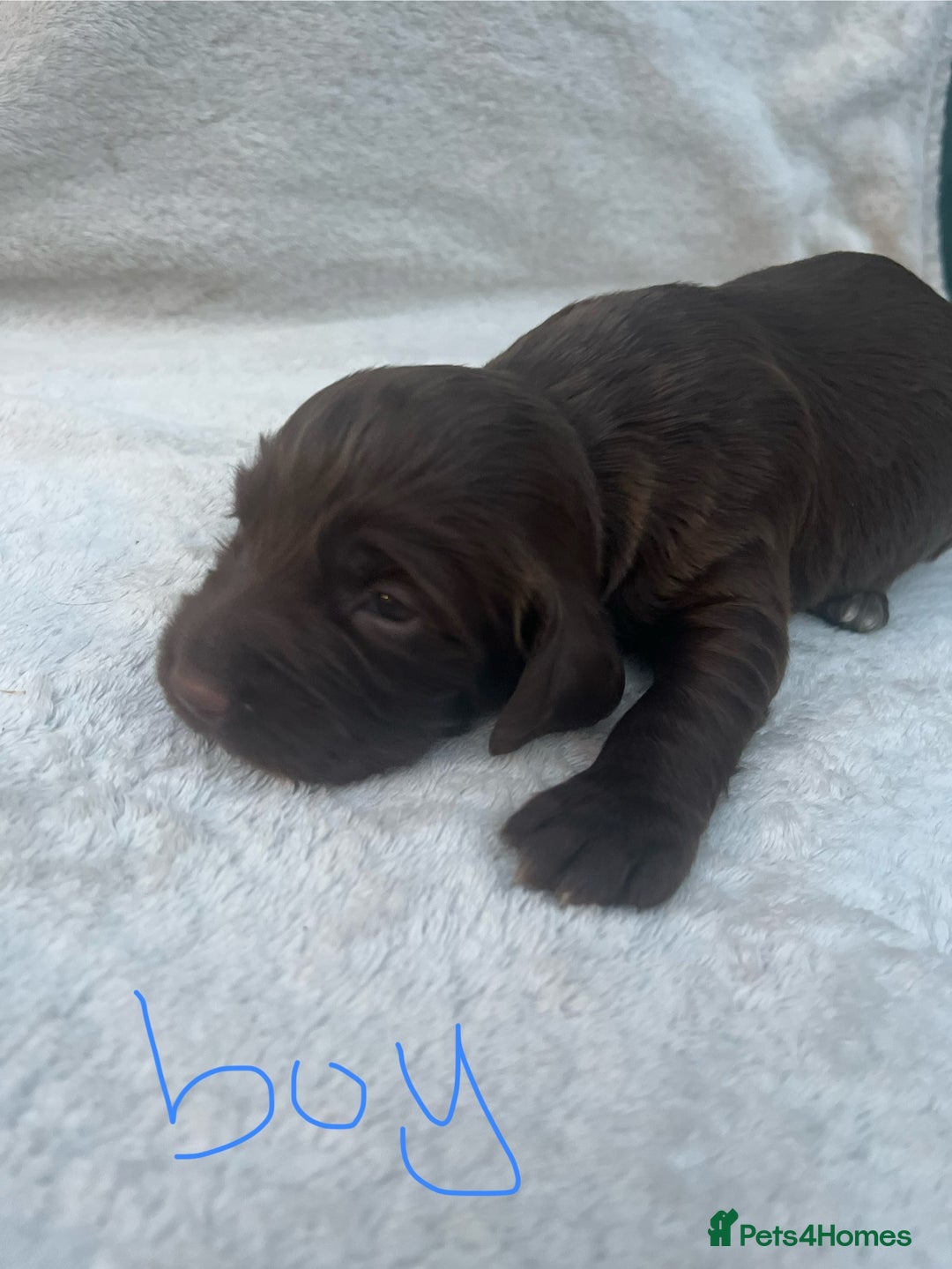 Cocker Spaniel dogs for sale: 9 beautiful cocker spaniel puppies - Image 8