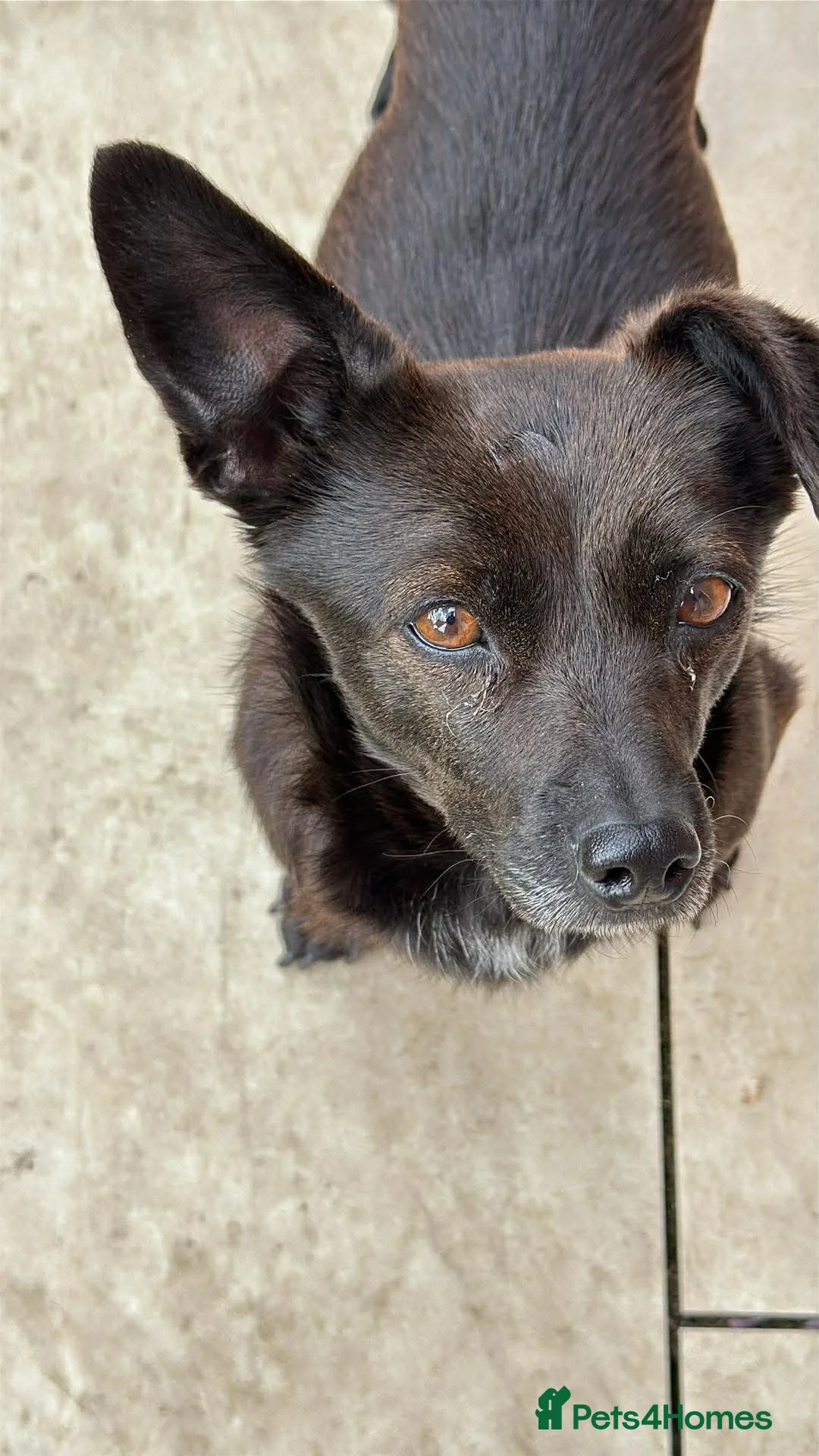 Mixed Breed dogs for adoption: Nera  in Hebburn - Advert 3