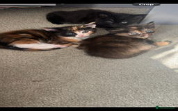 Mixed Breed cats for sale: Mixed breed kittens  - Image 4