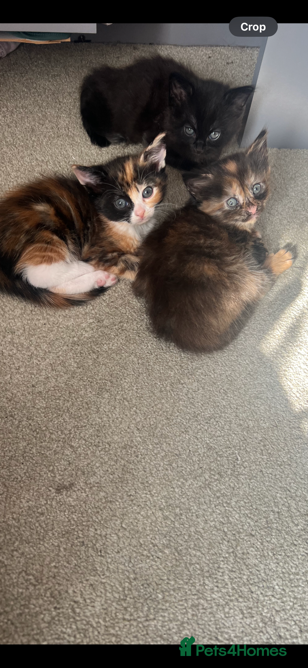 Mixed Breed cats for sale: Mixed breed kittens  - Image 4