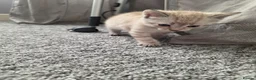 Domestic Shorthair cats for sale: 3 kittens available - ready 11th Oct - Advert 2