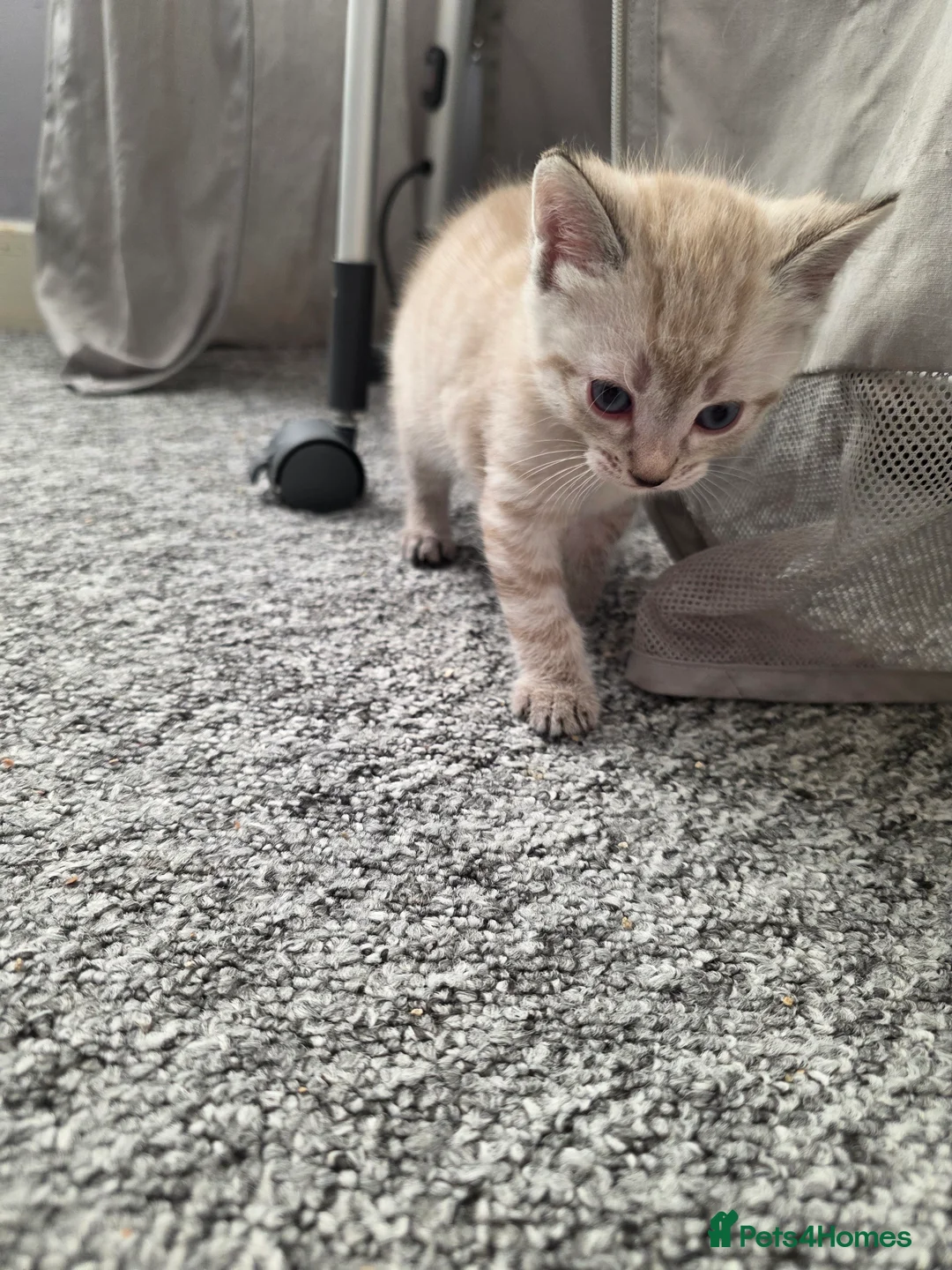 Domestic Shorthair cats for sale: 3 kittens available - ready 11th Oct - Advert 2