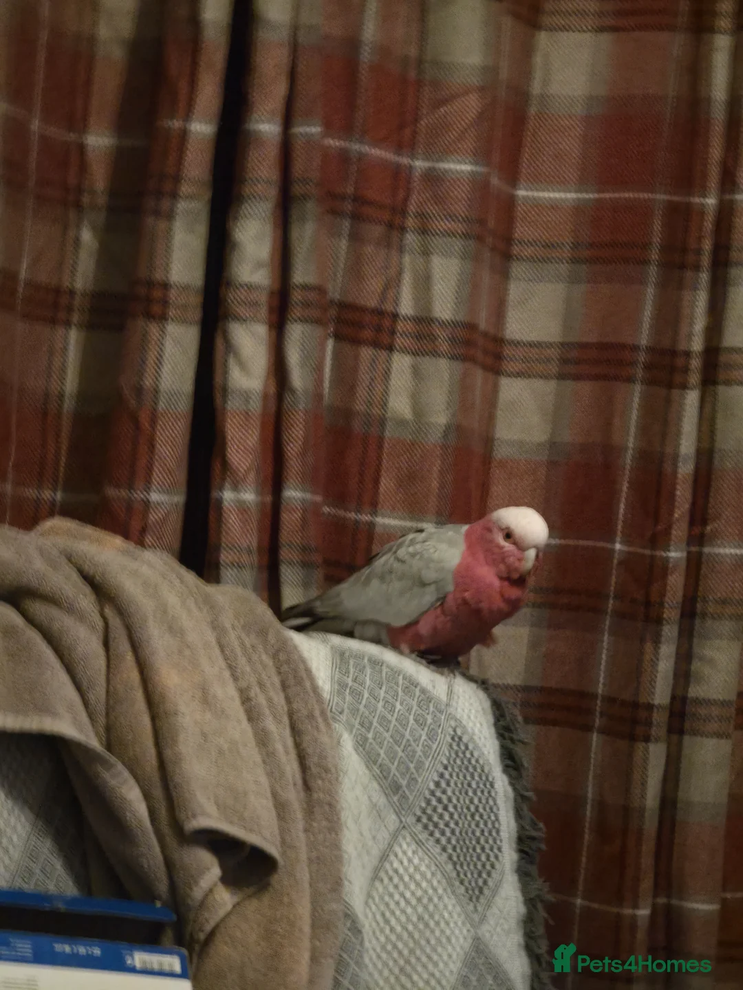 Parrots birds for sale: Galah parrot in Sunderland - Advert 2