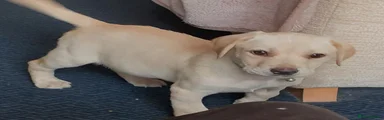 Labrador Retriever 2