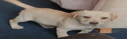 Labrador Retriever dogs for sale: Gorgeous yellow labrador puppies - Advert 6