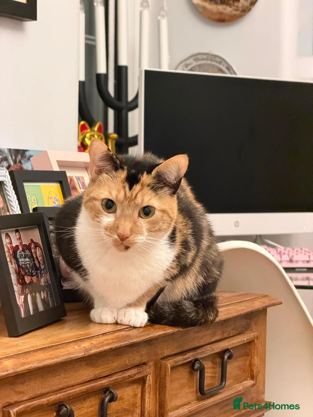 Domestic Shorthair cats for sale: 2 Indoor cats for sale - Advert 1