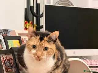 Domestic Shorthair cats 2 Indoor cats for sale - Advert 4