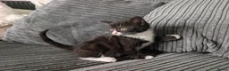 Domestic Shorthair cats for sale: 8 week old kittens - Advert 15