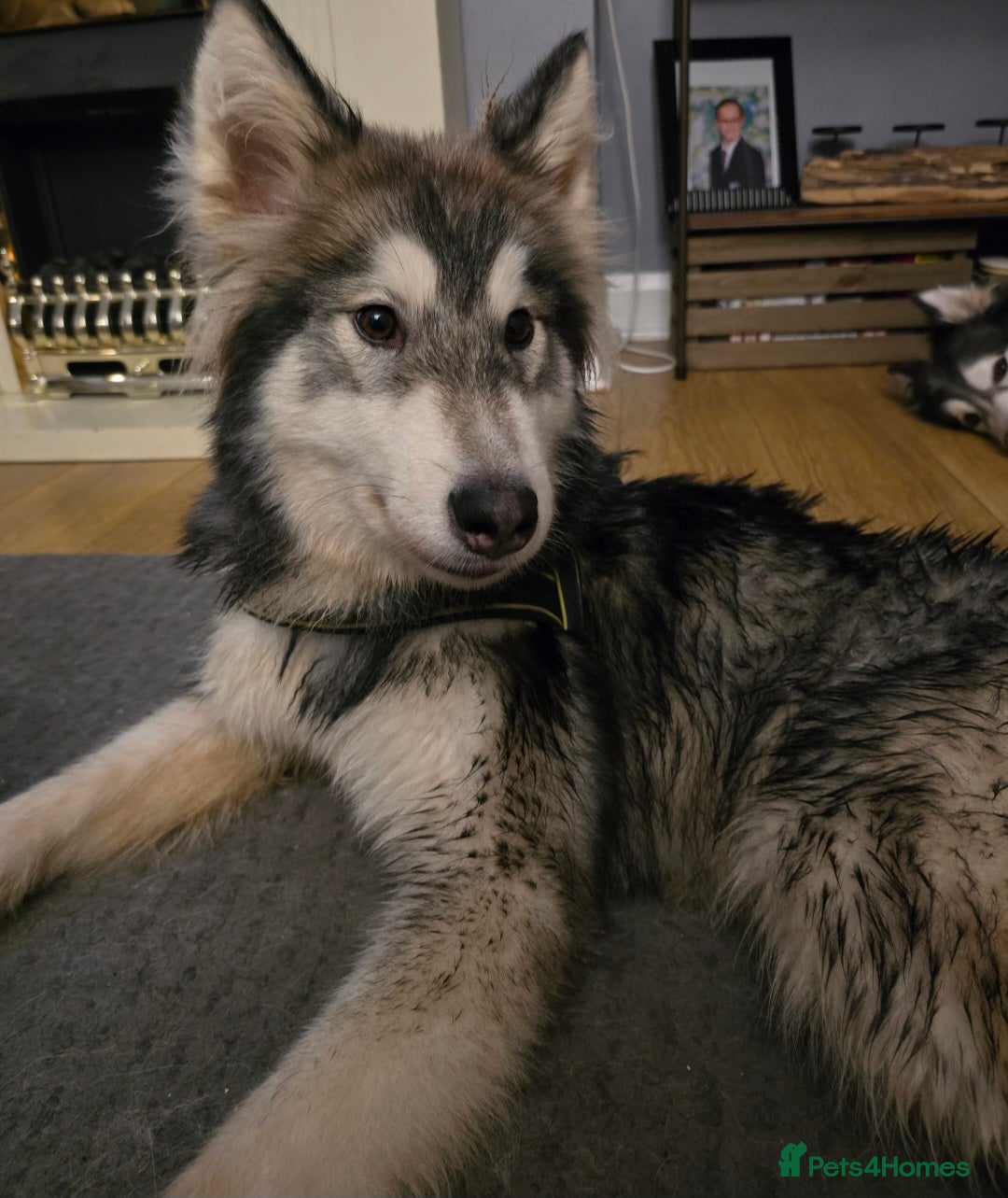 Utonagan dogs Rover 2 year old male husky - Advert 2