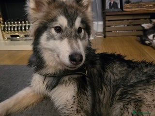 Utonagan dogs Rover 2 year old male husky - Advert 17