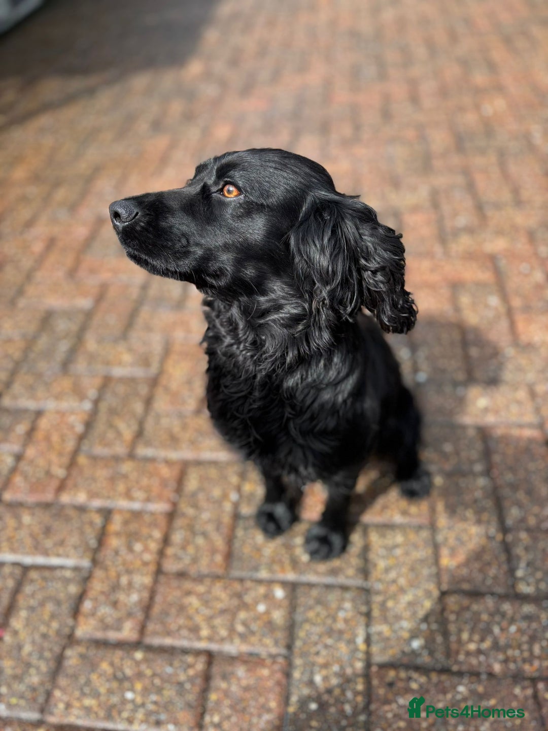 Cocker Spaniel dogs for sale: Brockwell Gundogs Adult Female Cockers - Image 6