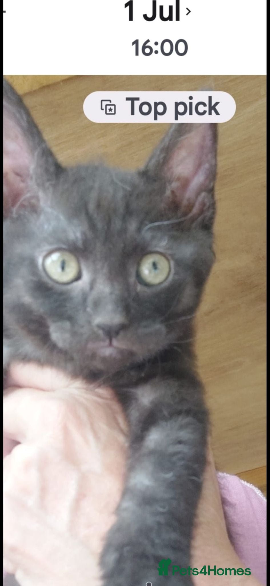 Mixed Breed cats Maine coon cross  - Advert 2
