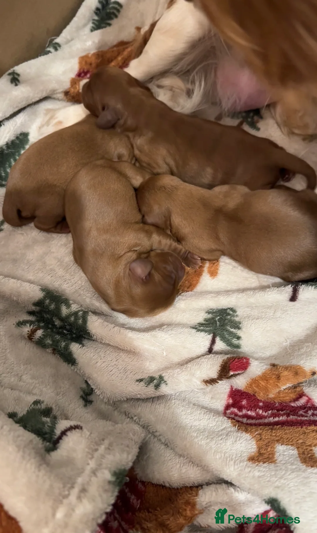 Cavalier King Charles Spaniel dogs for sale: Gorgeous Ruby Cavalier King Charles Spaniels 🩷💙 - Advert 2