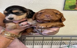 Cocker Spaniel dogs for sale: SHOW TYPE COCKER SPANIEL PUPS - Image 4