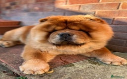 Chow Chow dogs for stud: *DISCOUNTED PRICE-PROVEN* CHOW AVAILABLE FOR STUD! in Canterbury - Image 6