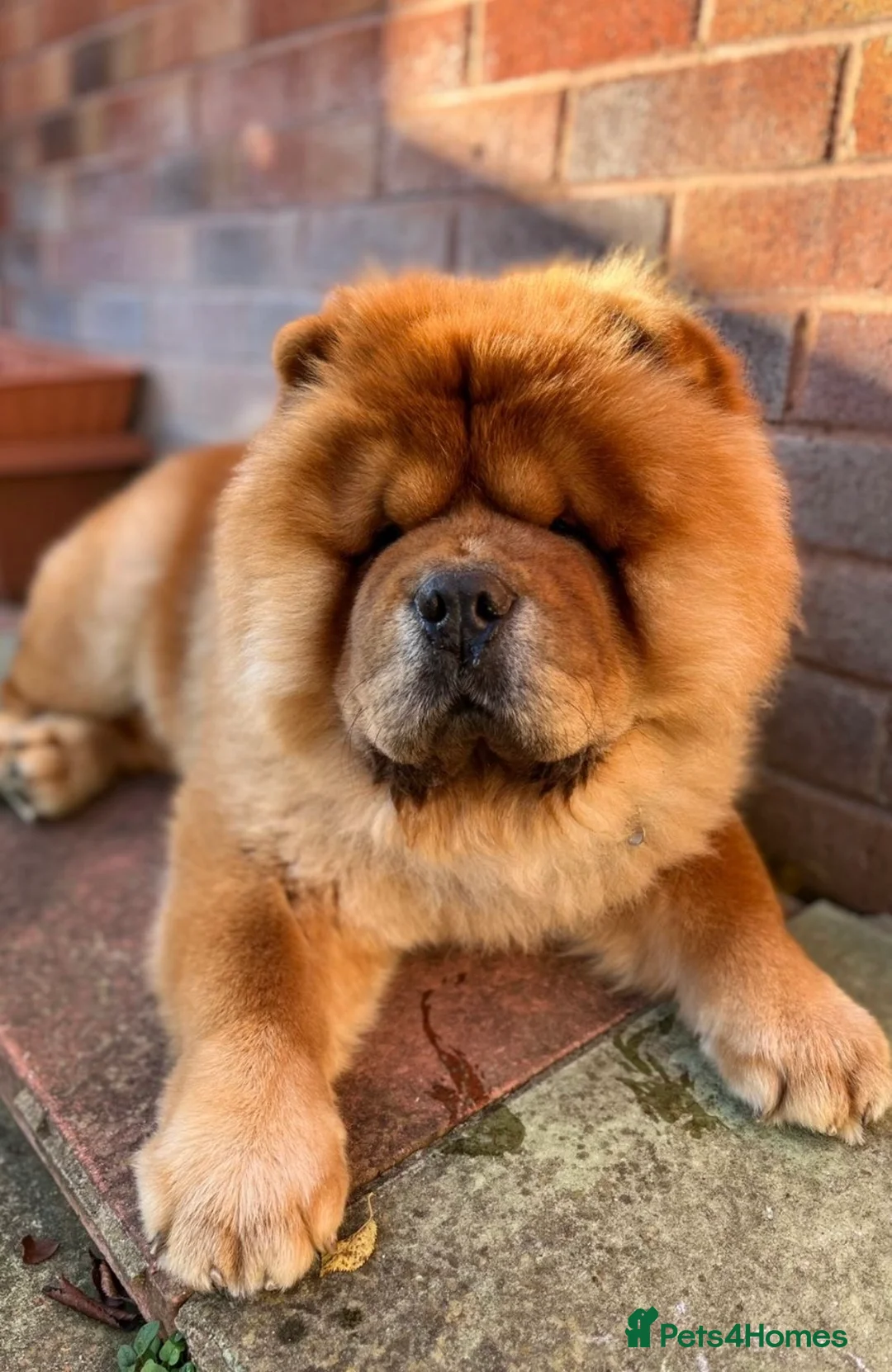 Chow Chow dogs for stud: *PROVEN* CHOW AVAILABLE FOR STUD! in Canterbury - Advert 6