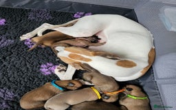 Whippet dogs for sale: 8 KC gorgeous pups, 4 boys & 4 girls. - Image 11