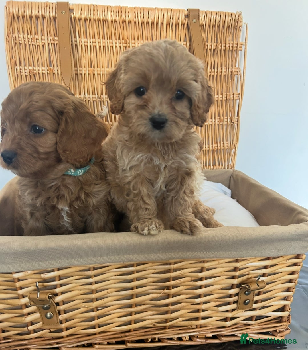Cavapoo dogs for sale: Stunning, F1 Cavapoo fully health tested parents  - Image 2