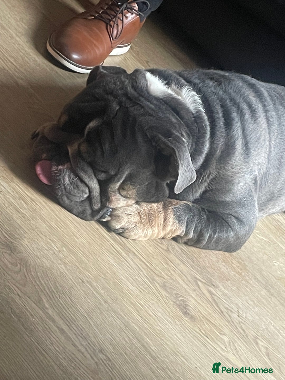 English Bulldog dogs for sale: British Bulldog for a loving home. - Image 5