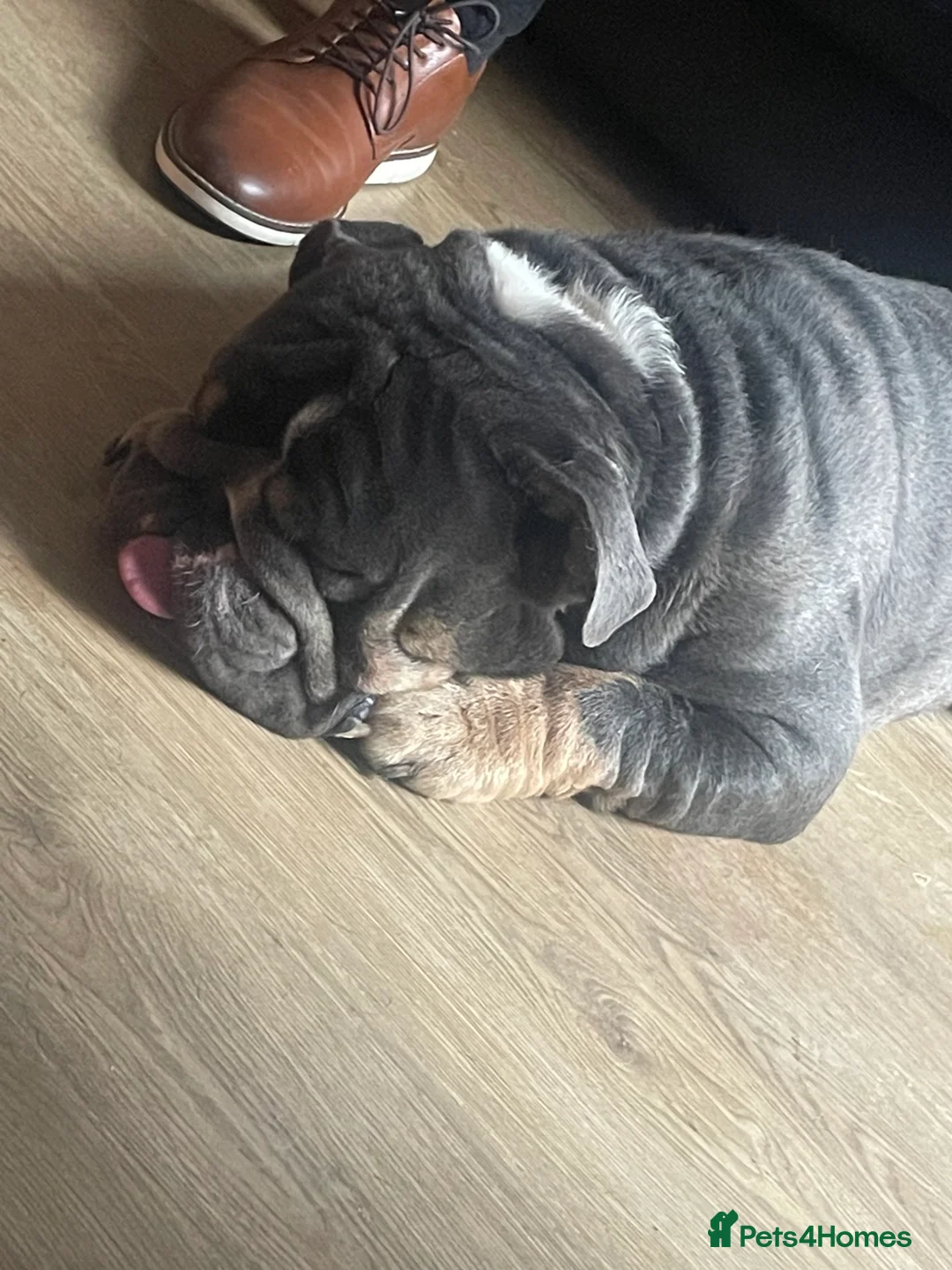 English Bulldog dogs for sale: British Bulldog for a loving home. - Advert 5