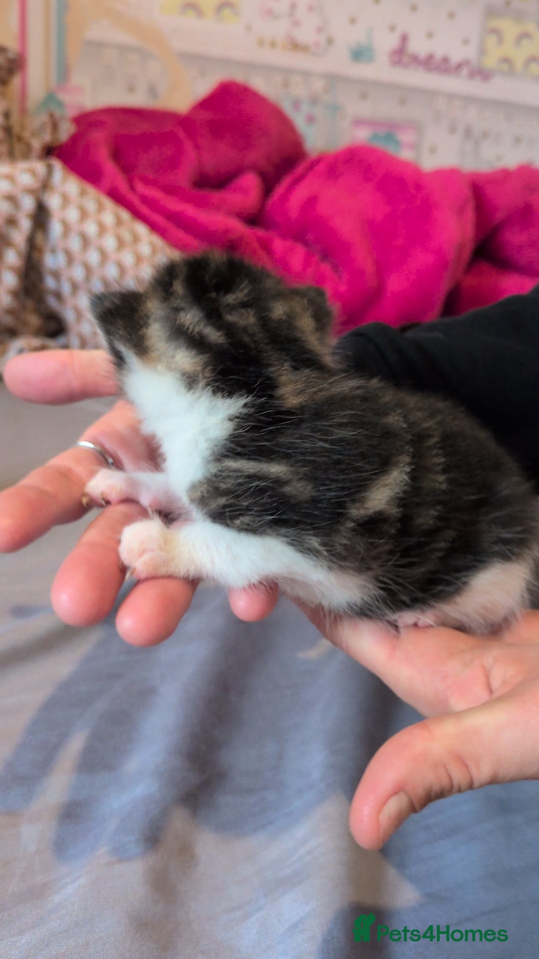 Mixed Breed cats for sale: Mixed breed - Advert 6