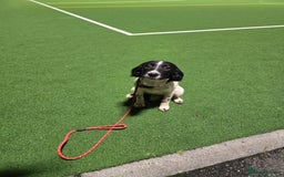 English Springer Spaniel dogs for sale: Arwen the kc springer - Advert 3