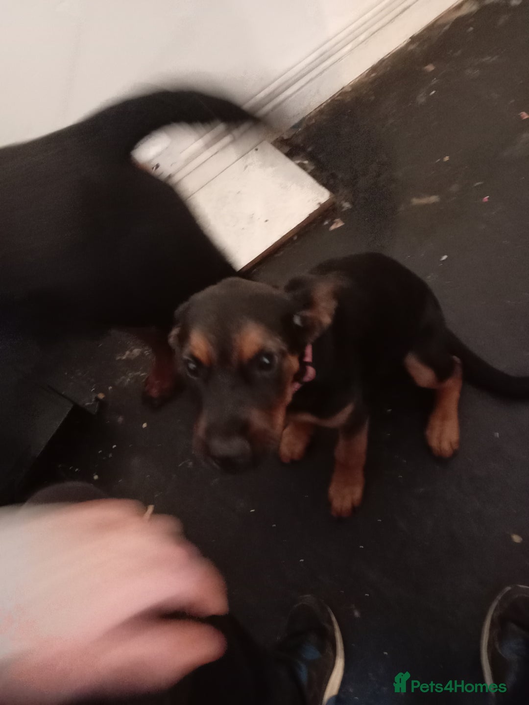 Mixed Breed dogs for sale: Female rottweiler x German shepherd x staffie pup - Image 3