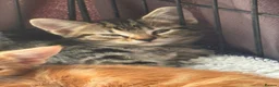Domestic Shorthair cats for sale: 5 beautiful kittens  in Potters Bar - Advert 3