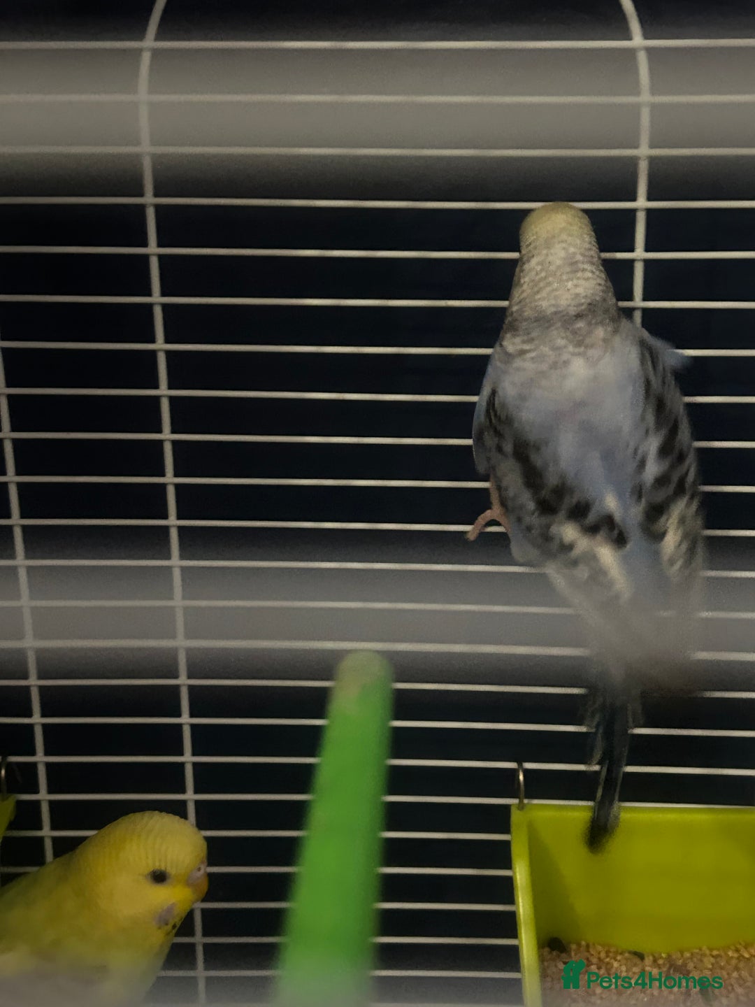 Cockatiels birds for sale: Cockatiel hen this years bird with cage  - Image 3