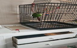 Conures birds for sale: CONURE For sale Around 6month old tamed and reared - Advert 4