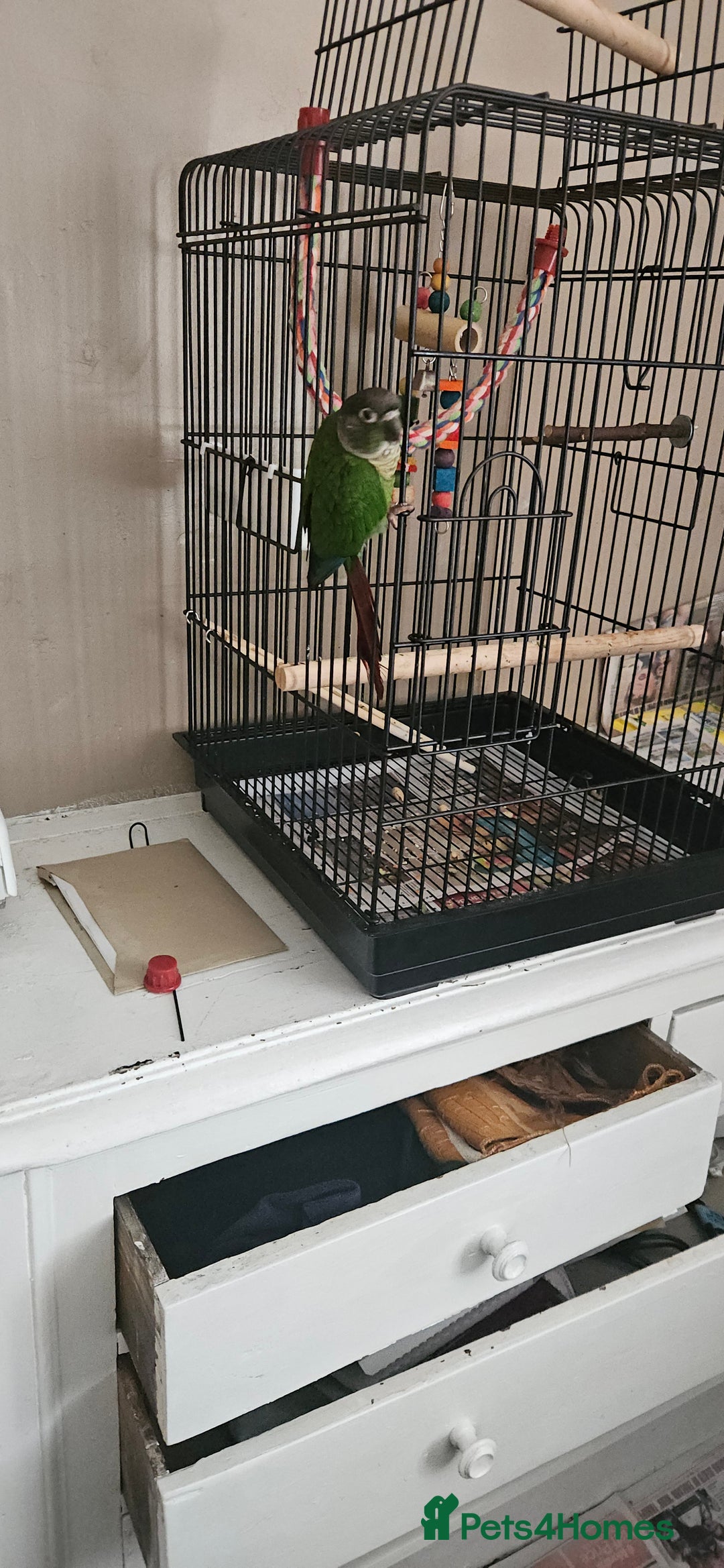 Conures birds for sale: CONURE For sale Around 6month old tamed and reared - Advert 4
