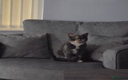 Mixed Breed cats for sale: Peanut - Image 2