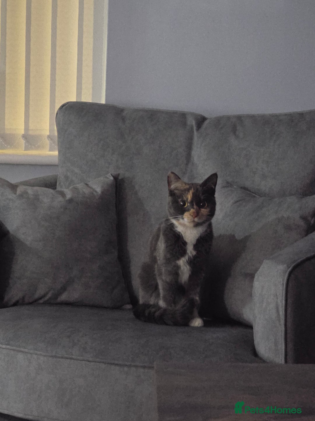 Mixed Breed cats for sale: Peanut - Image 2