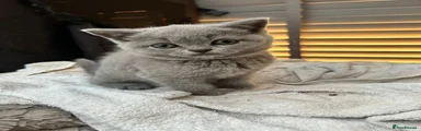 Scottish Fold Solid Blue Female Straight Ears
