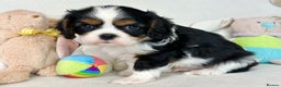 Cavalier King Charles Spaniel dogs for stud: KC Reg for STUD Health Tested Excellent Pedigrees  in Nottingham - Advert 30
