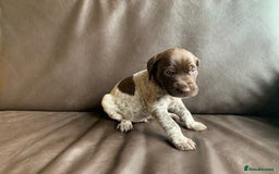 German Wirehaired Pointer dogs for sale: Pedigree GWP pups from strong working lines - Image 13