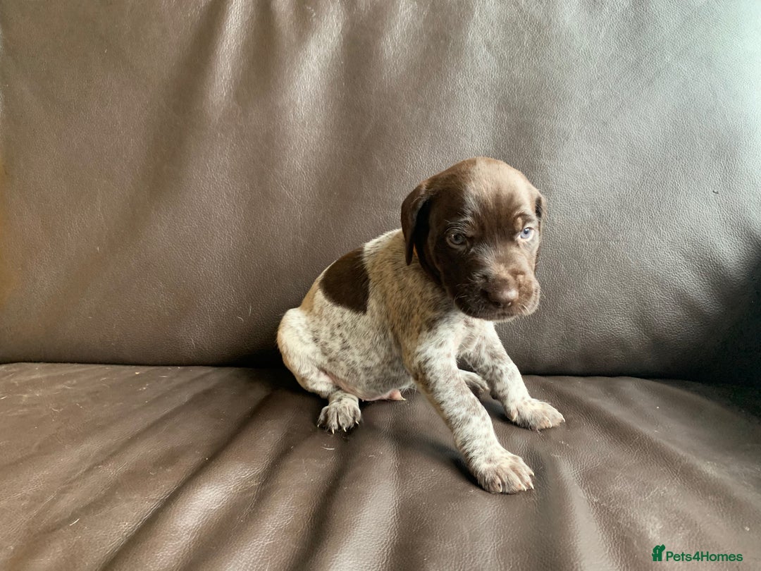 German Wirehaired Pointer dogs for sale: Pedigree GWP pups from strong working lines - Image 13