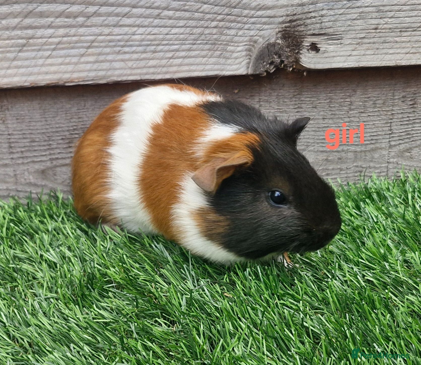 Guinea Pig rodents 3 beautiful tri guinea pigs - Advert 1