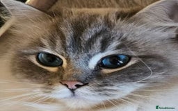 Ragdoll cats for sale: Beautiful Gccf registered ragdolls. - Image 1