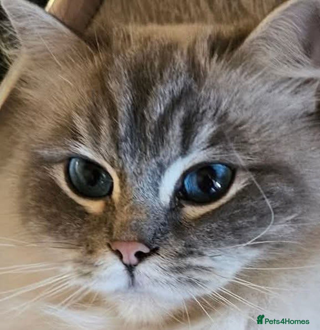 Ragdoll cats for sale: Beautiful Gccf registered ragdolls. - Image 1