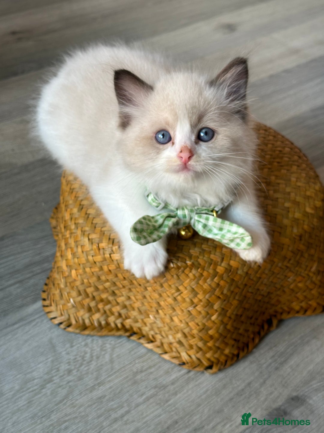 Ragdoll cats for sale: TICA Registered Ragdoll Kittens - Image 12