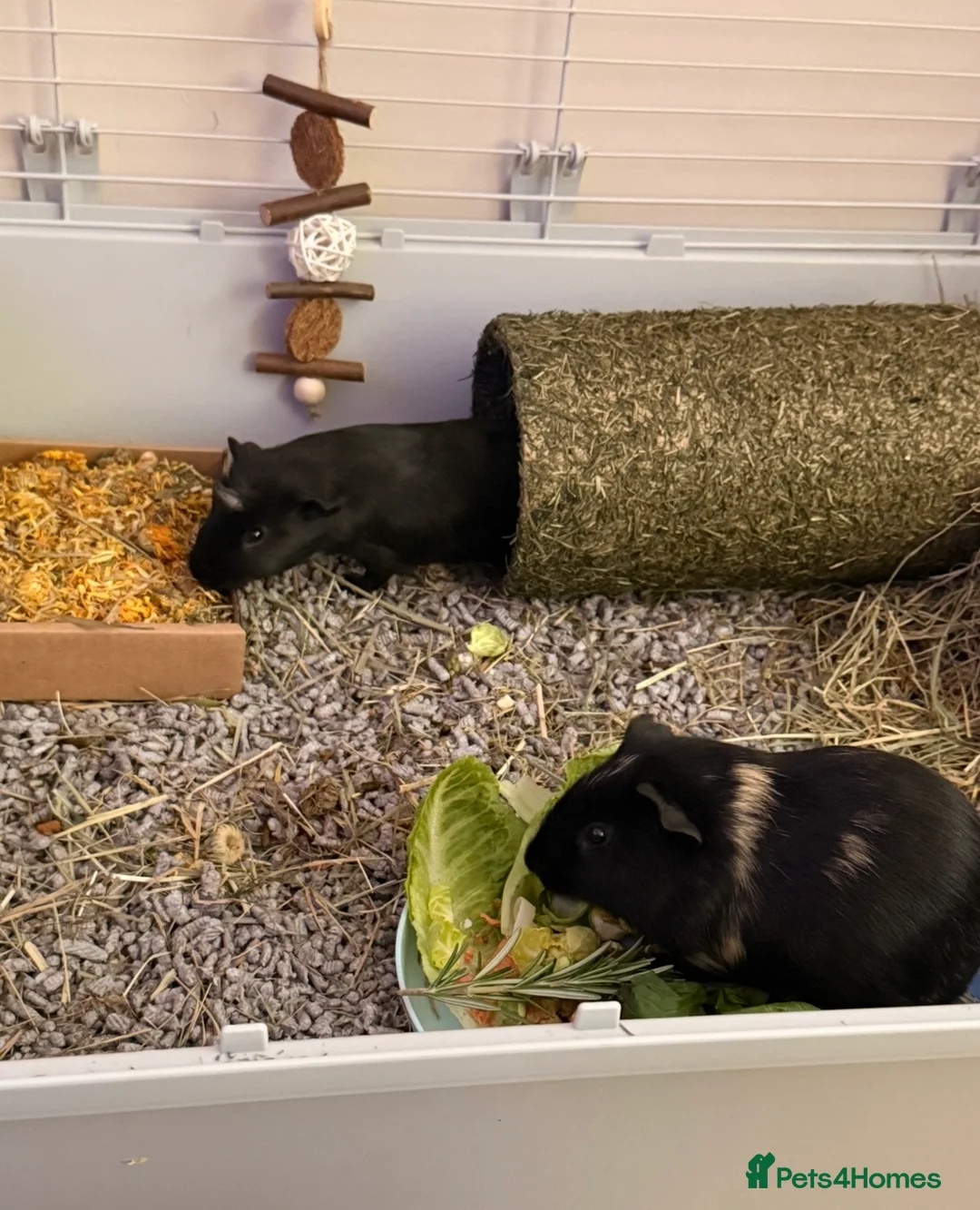 Guinea Pig rodents for sale: 2 male guinea pigs in Gravesend - Advert 1