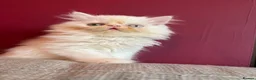 Persian cats for sale: Odd eyed male kitten  - Advert 16