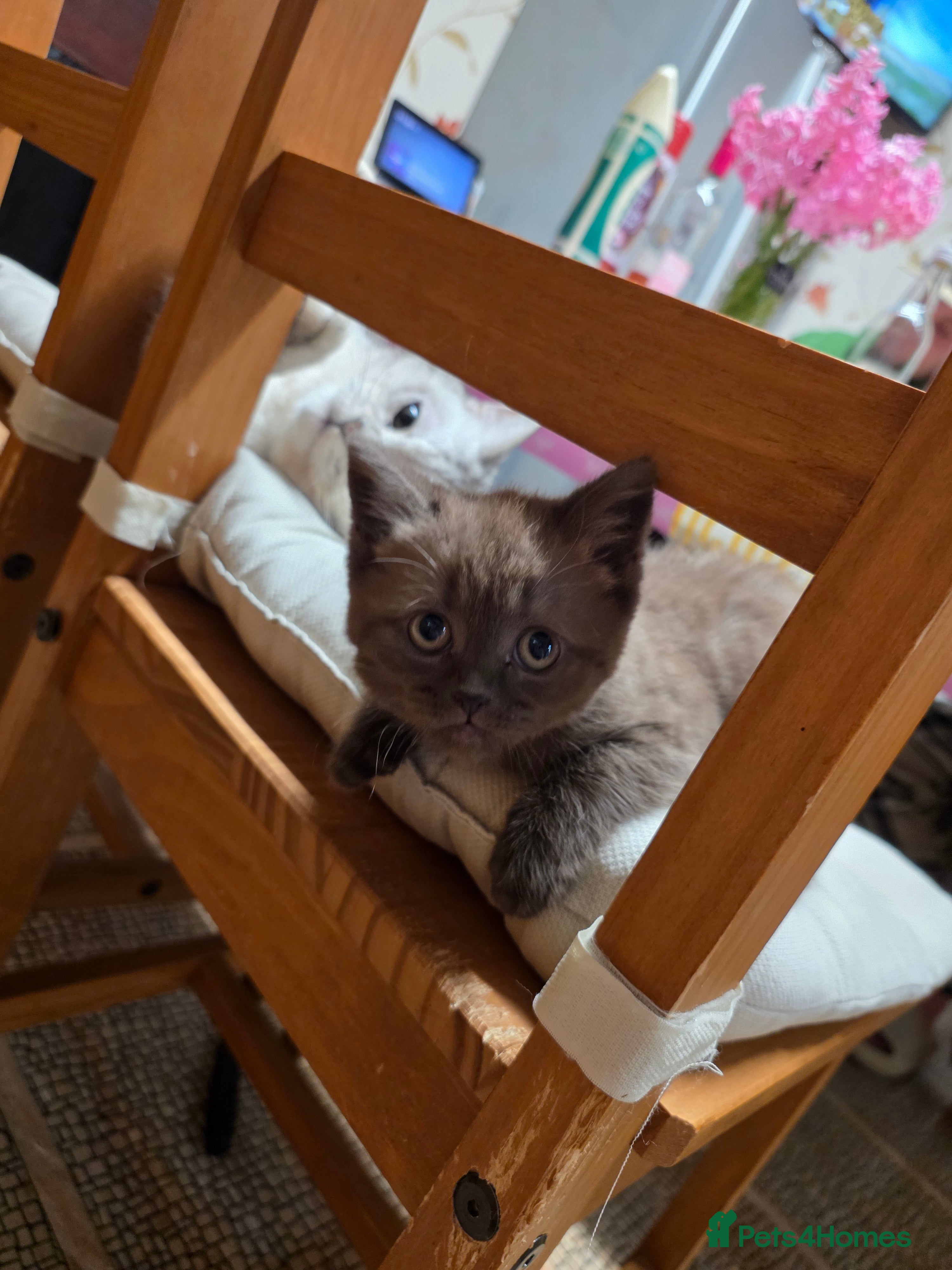 British Shorthair cats British Shorthair Kittens Ready Now – 4 Left - Advert 5