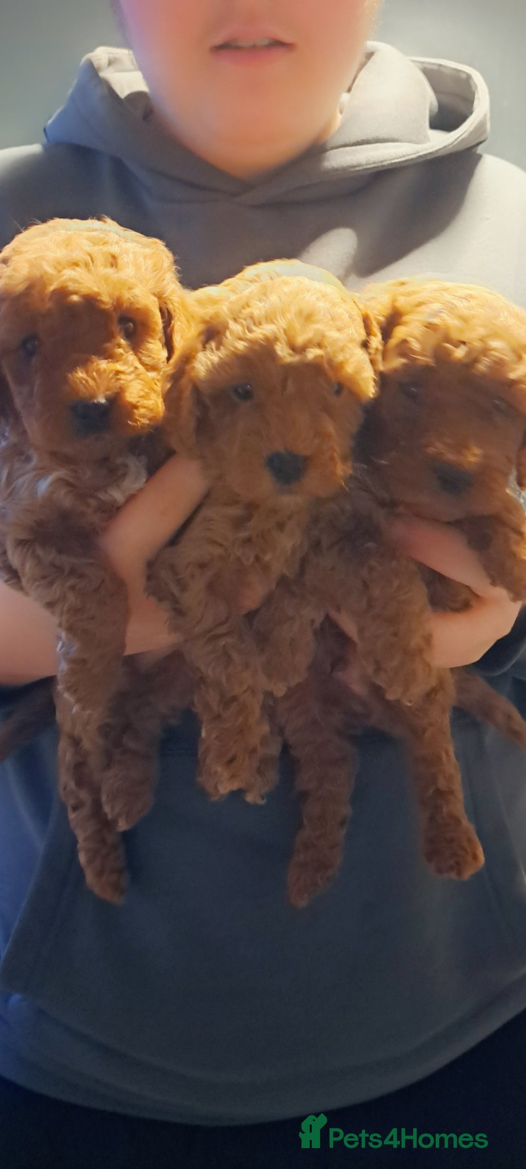 Cockapoo dogs for sale: Miniature cockapoos  - Advert 2