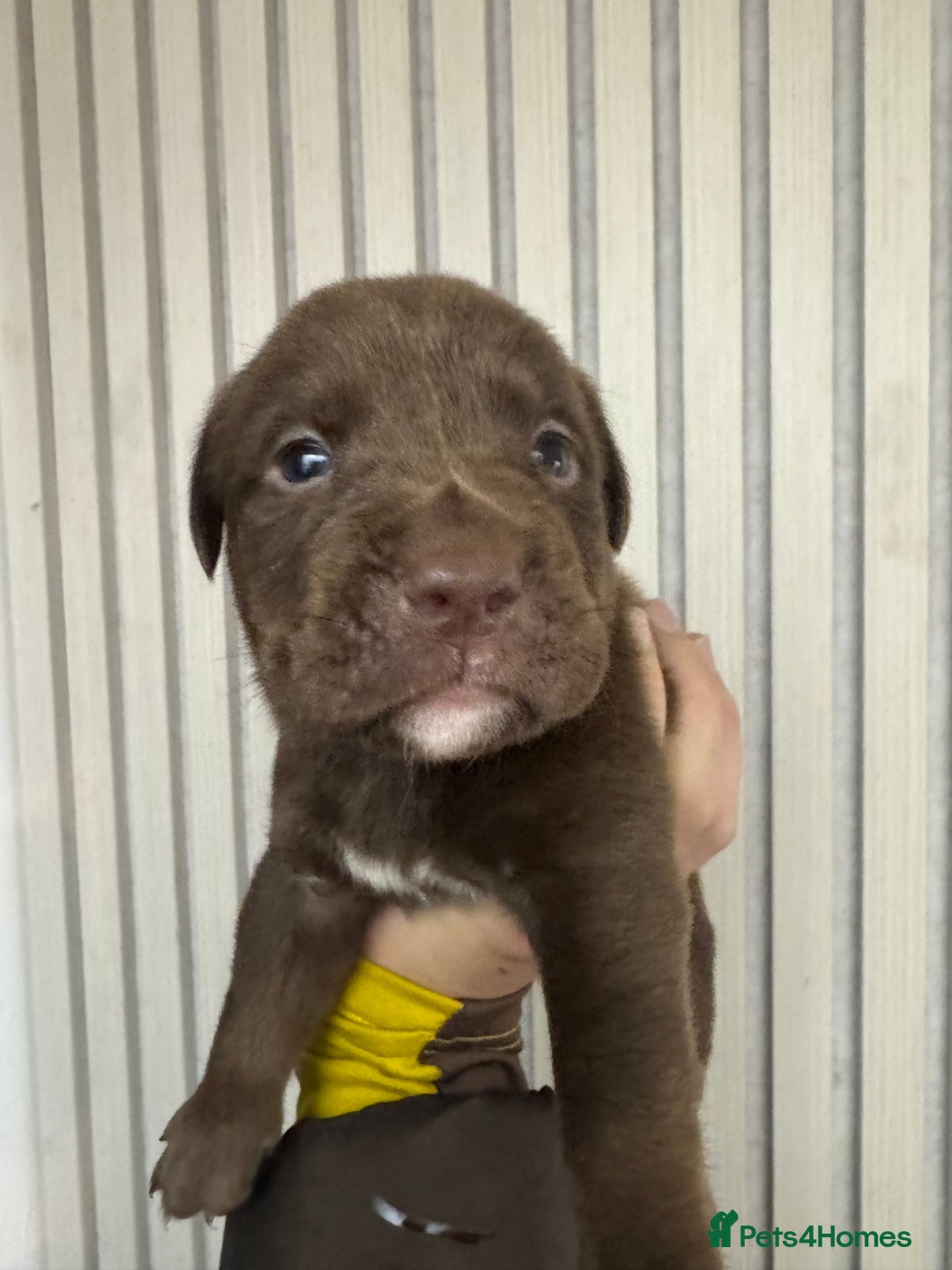 Mixed Breed dogs for sale: Shar Pei cross breed X Labrador Puppies  - Advert 10