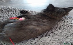 Ragdoll cats for sale: Ragdoll X Maine Coon  - Image 14