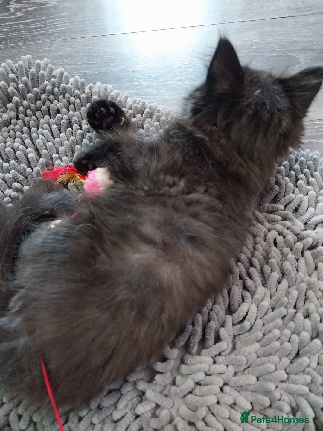Ragdoll cats for sale: Ragdoll X Maine Coon  - Image 14