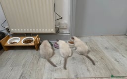 Ragdoll cats for sale: Beautiful kitten Ragdoll  - Image 2
