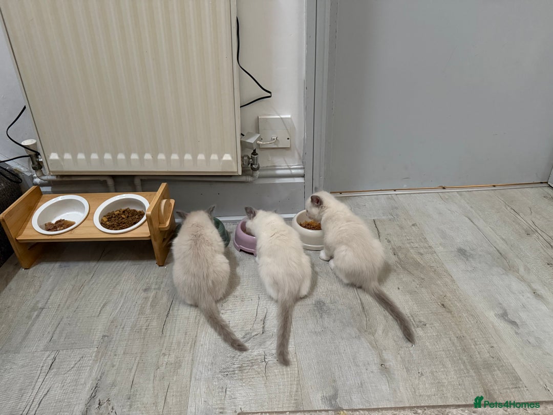 Ragdoll cats for sale: Beautiful kitten Ragdoll  - Image 2